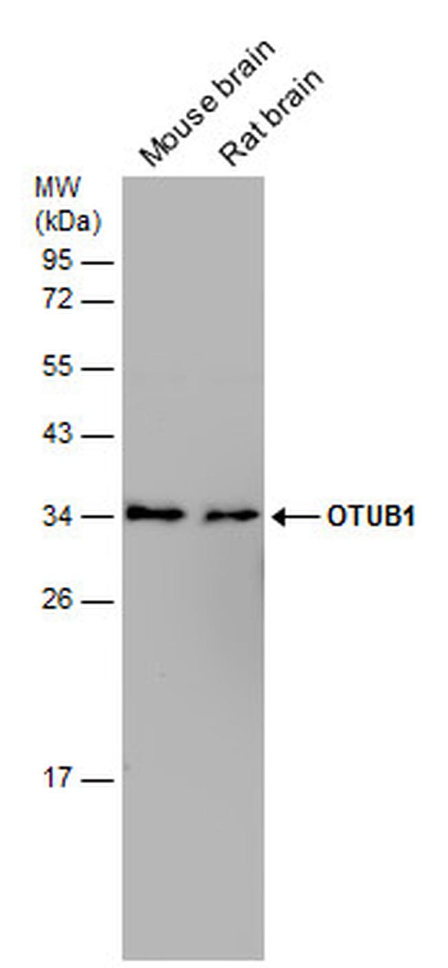 OTUB1 Antibody in Western Blot (WB)