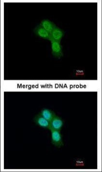 REA Antibody in Immunocytochemistry (ICC/IF)