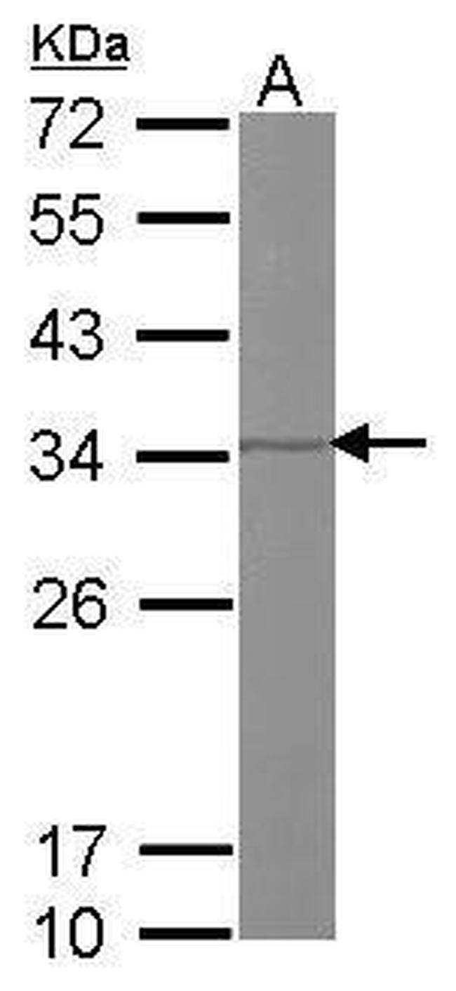 REA Antibody in Western Blot (WB)