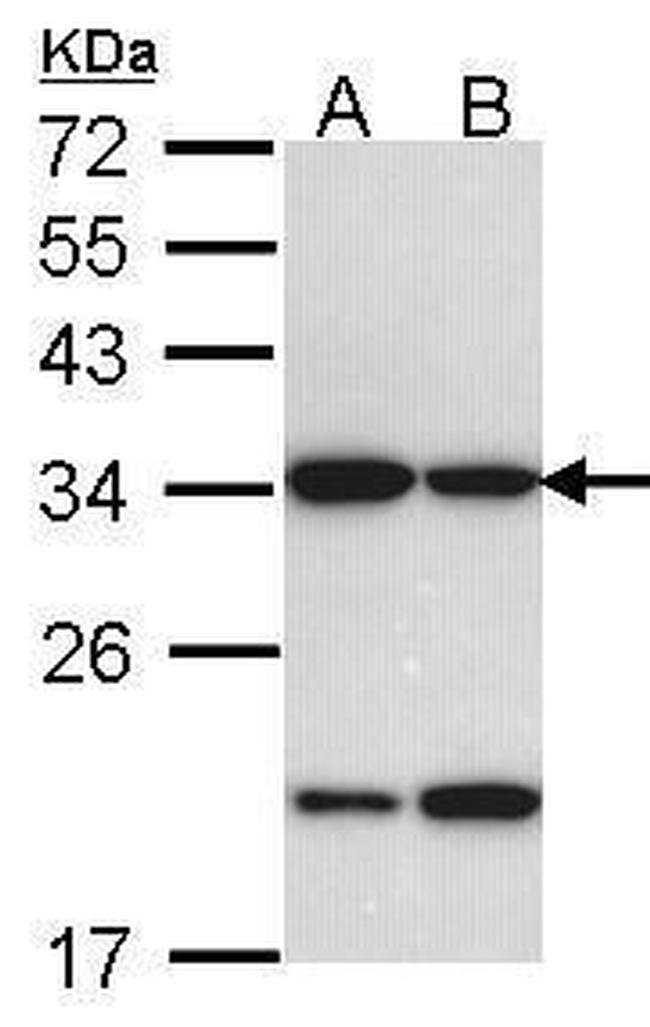 REA Antibody in Western Blot (WB)