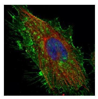 CD44 Antibody in Immunocytochemistry (ICC/IF)