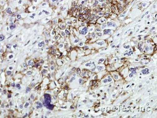 CD44 Antibody in Immunohistochemistry (Paraffin) (IHC (P))