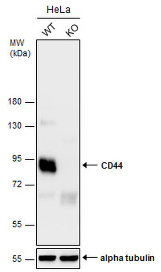 CD44 Antibody