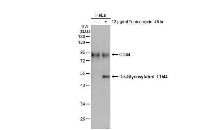 CD44 Antibody in Western Blot (WB)