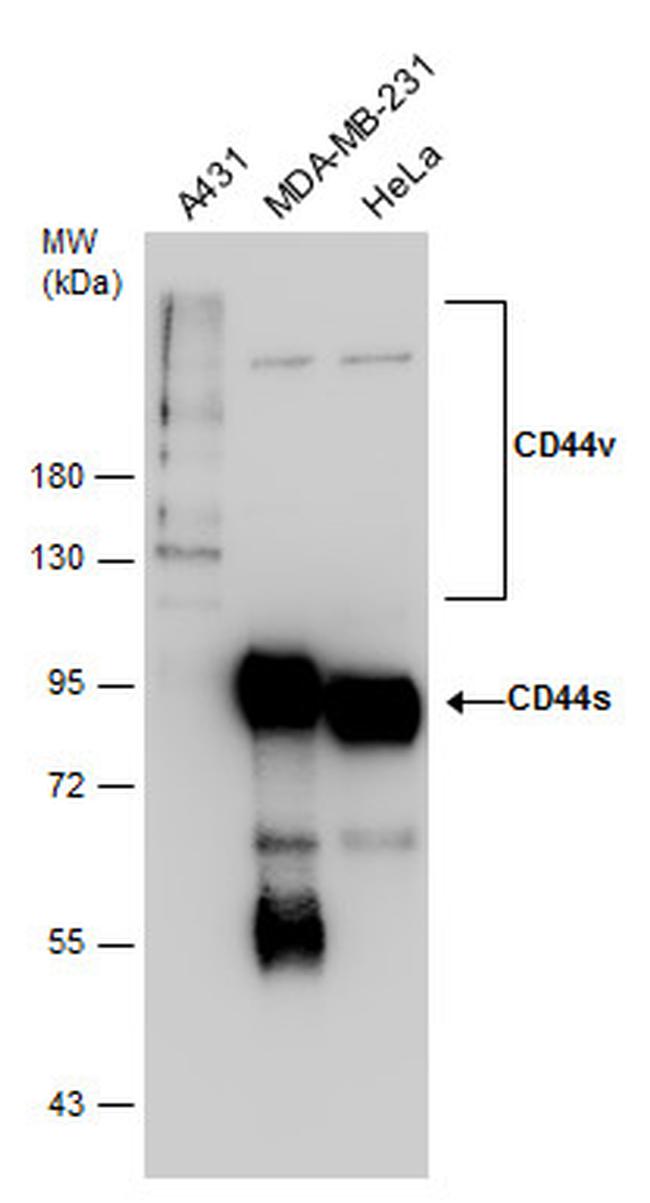 CD44 Antibody in Western Blot (WB)