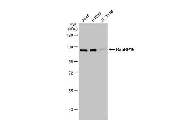 RanBP16 Antibody in Western Blot (WB)