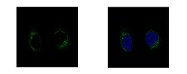 GCP2 Antibody in Immunocytochemistry (ICC/IF)