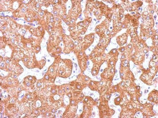 GCP2 Antibody in Immunohistochemistry (Paraffin) (IHC (P))