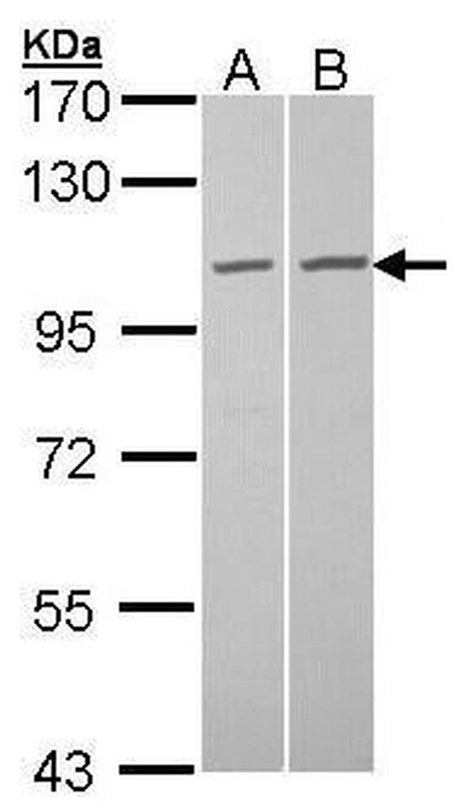 GCP2 Antibody in Western Blot (WB)