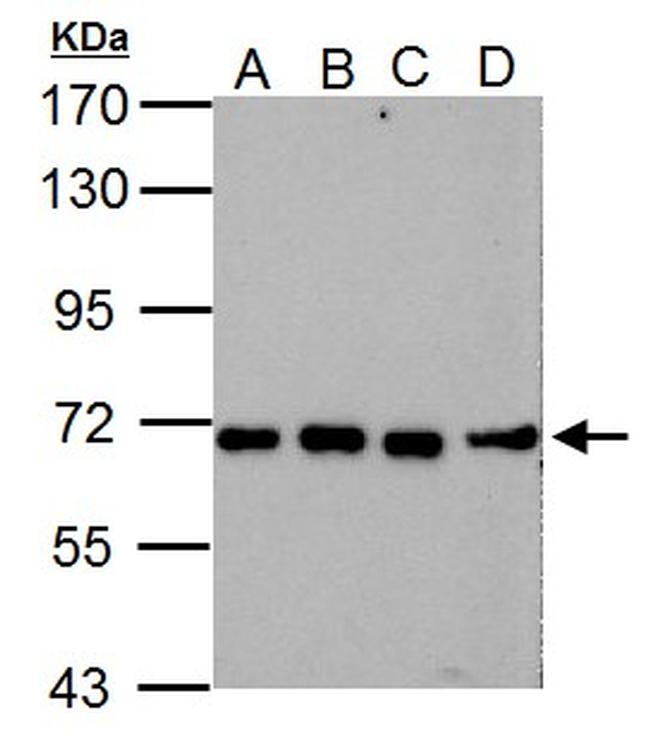 NUP62 Antibody in Western Blot (WB)