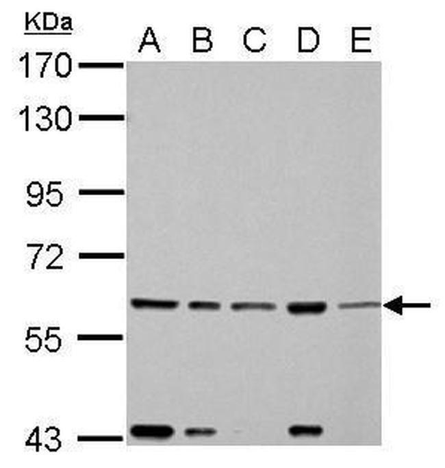 FASTK Antibody in Western Blot (WB)