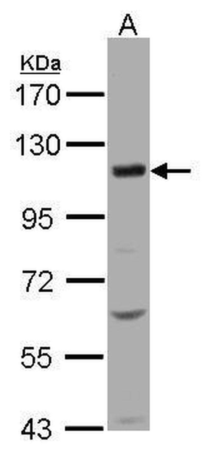 KCC4 Antibody in Western Blot (WB)