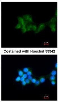 BHMT Antibody in Immunocytochemistry (ICC/IF)