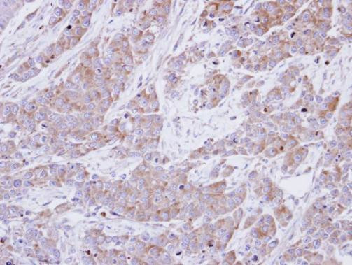 BHMT Antibody in Immunohistochemistry (Paraffin) (IHC (P))