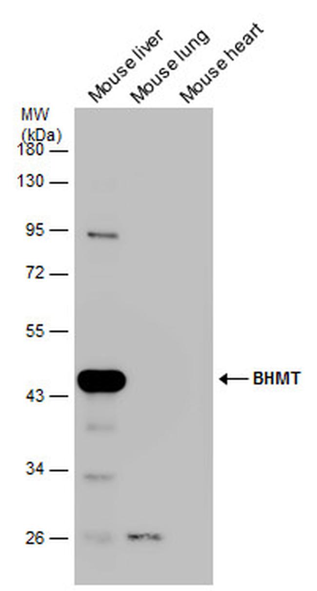 BHMT Antibody in Western Blot (WB)