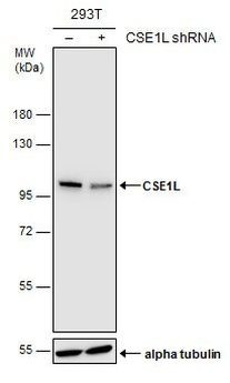 CAS Antibody