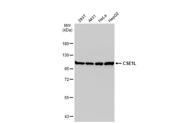 CAS Antibody in Western Blot (WB)