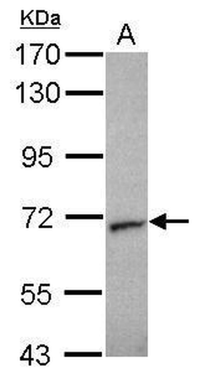 Unc18-2 Antibody in Western Blot (WB)