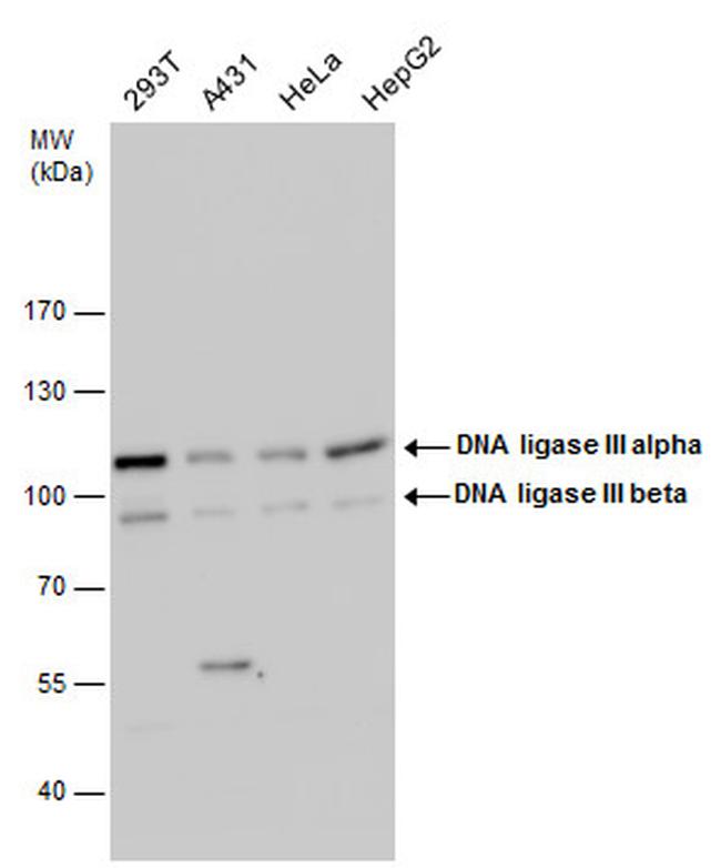 DNA Ligase III Antibody in Western Blot (WB)