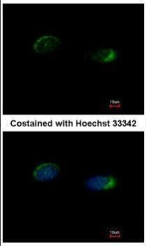 HOMER1 Antibody in Immunocytochemistry (ICC/IF)