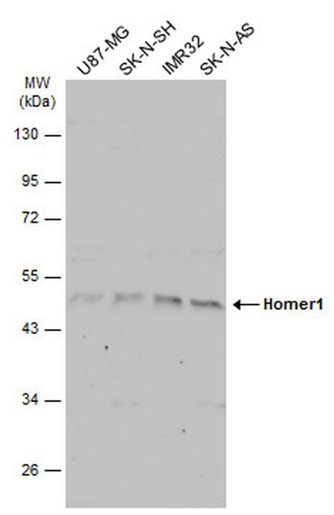 HOMER1 Antibody in Western Blot (WB)