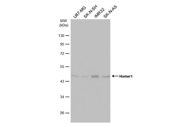 HOMER1 Antibody in Western Blot (WB)