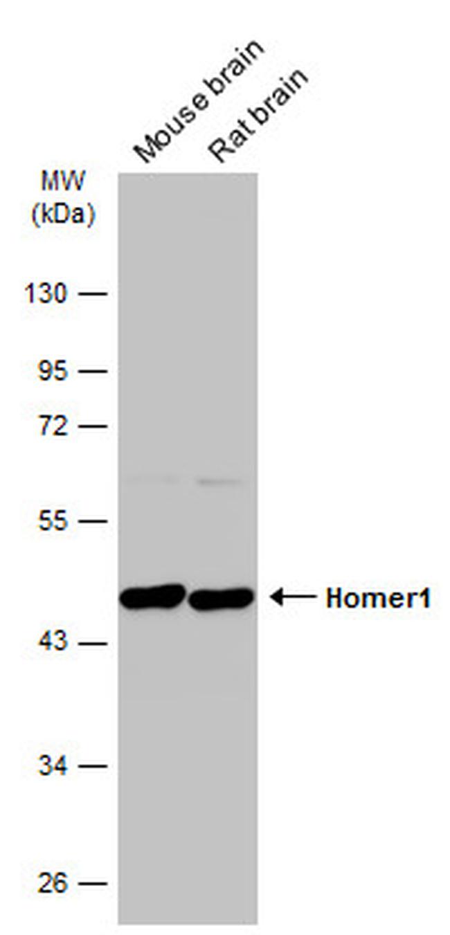 HOMER1 Antibody in Western Blot (WB)