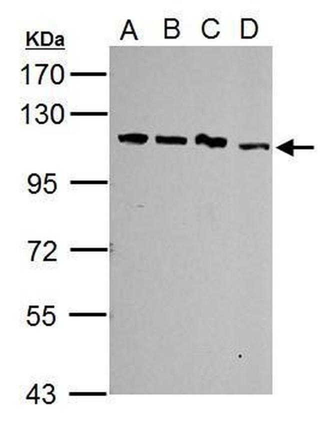 SART1 Antibody in Western Blot (WB)