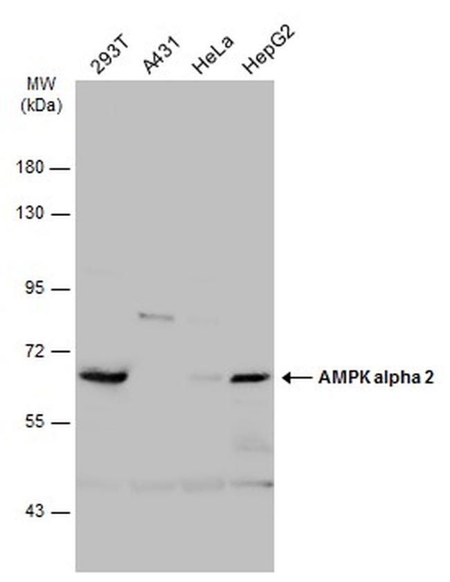 AMPK alpha-2 Antibody in Western Blot (WB)