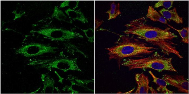 UAP1 Antibody in Immunocytochemistry (ICC/IF)