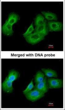 UAP1 Antibody in Immunocytochemistry (ICC/IF)