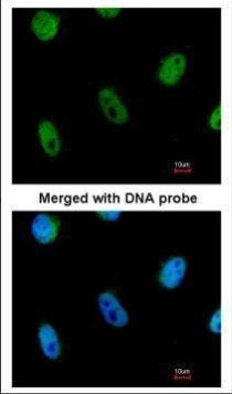 L3MBTL1 Antibody in Immunocytochemistry (ICC/IF)