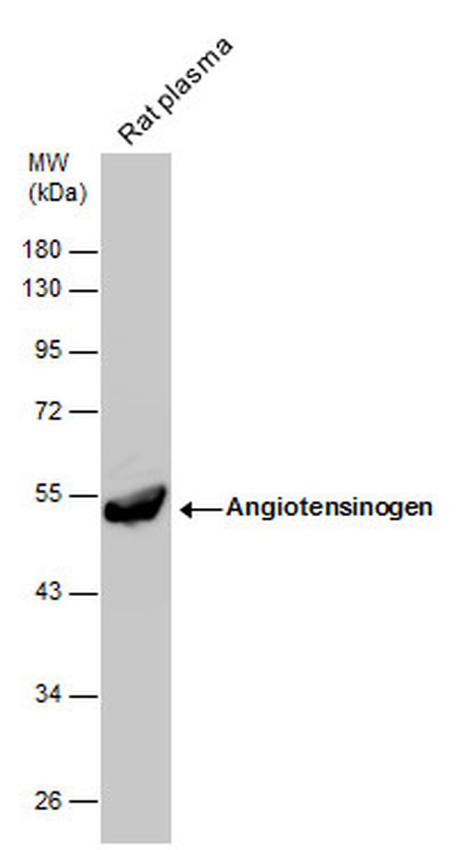 Angiotensinogen Antibody in Western Blot (WB)