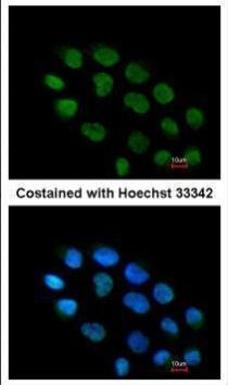 ZNF7 Antibody in Immunocytochemistry (ICC/IF)