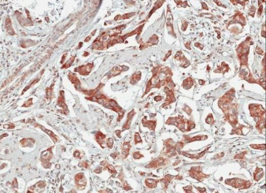 TULP1 Antibody in Immunohistochemistry (Paraffin) (IHC (P))