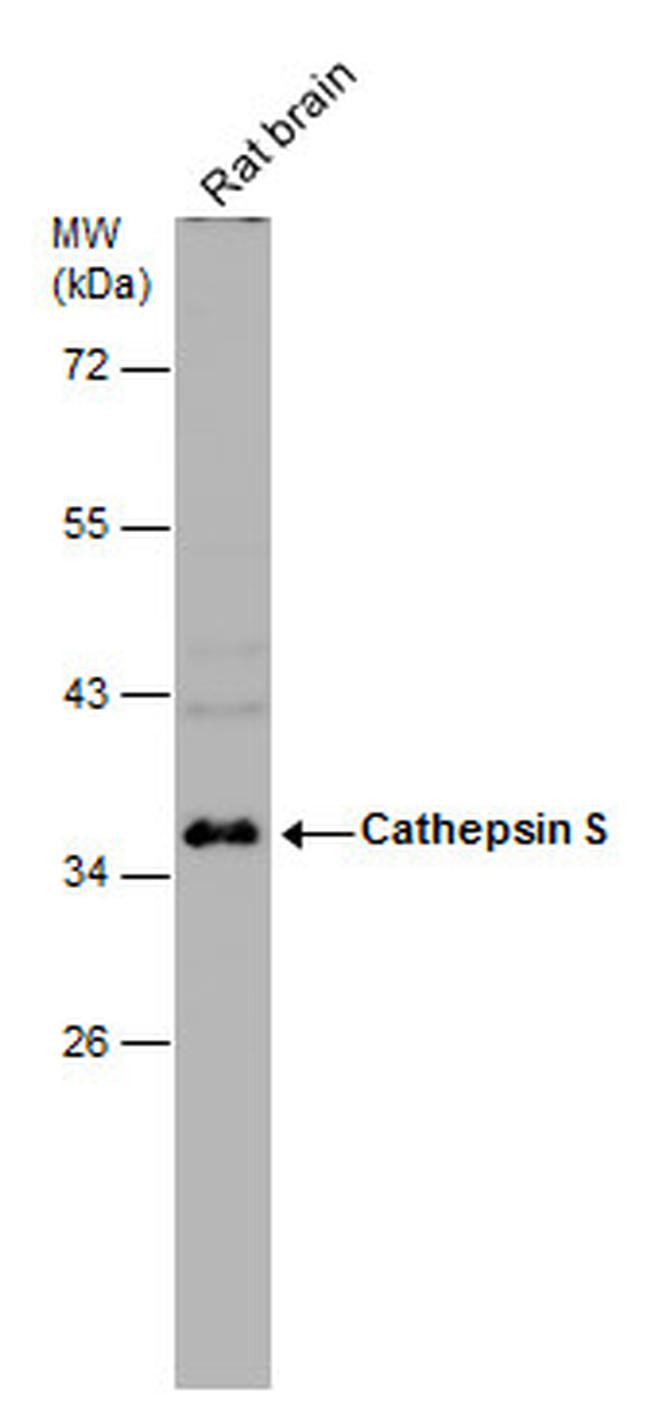 Cathepsin S Antibody in Western Blot (WB)