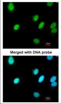 RFC4 Antibody in Immunocytochemistry (ICC/IF)