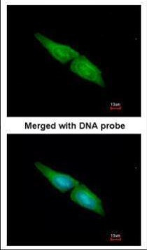 MAPK4 Antibody in Immunocytochemistry (ICC/IF)