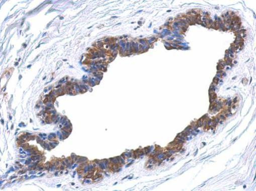 MAPK4 Antibody in Immunohistochemistry (Paraffin) (IHC (P))