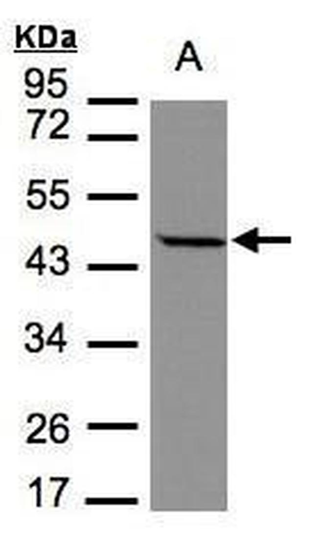 STOML1 Antibody in Western Blot (WB)