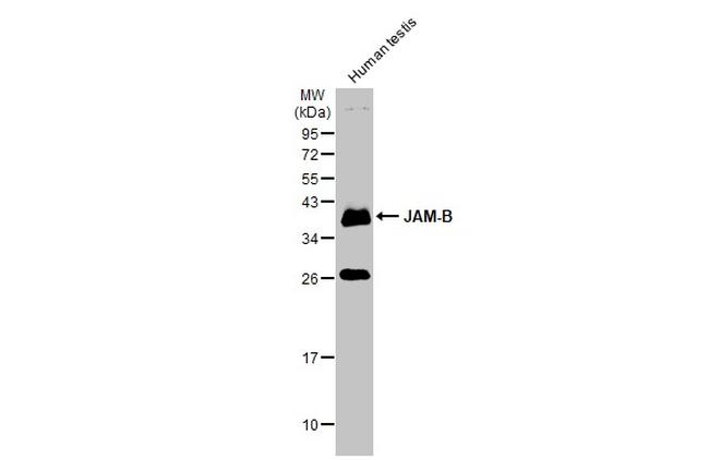 JAM2 Antibody in Western Blot (WB)