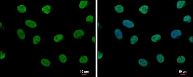 LDB1 Antibody in Immunocytochemistry (ICC/IF)