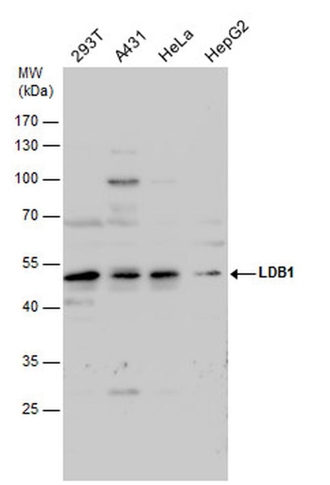 LDB1 Antibody in Western Blot (WB)