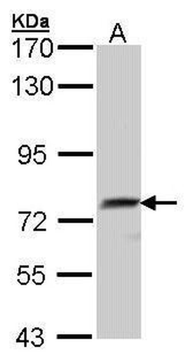 QSOX1 Antibody in Western Blot (WB)