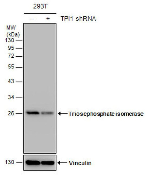 TPI1 Antibody