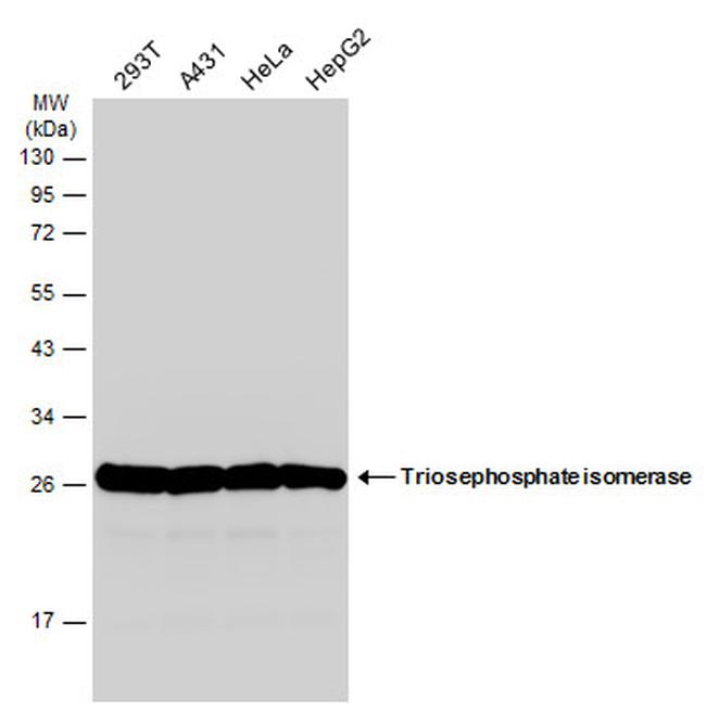 TPI1 Antibody in Western Blot (WB)