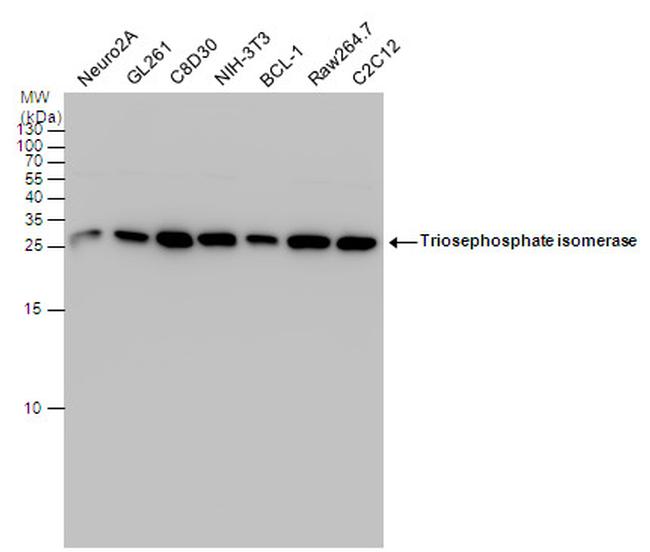 TPI1 Antibody in Western Blot (WB)