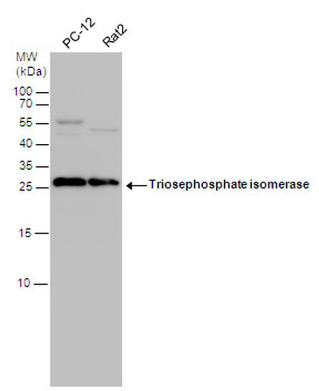 TPI1 Antibody in Western Blot (WB)