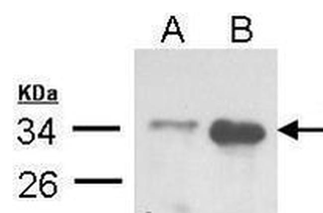 TRADD Antibody in Western Blot (WB)