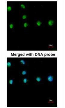 NR2F1 Antibody in Immunocytochemistry (ICC/IF)